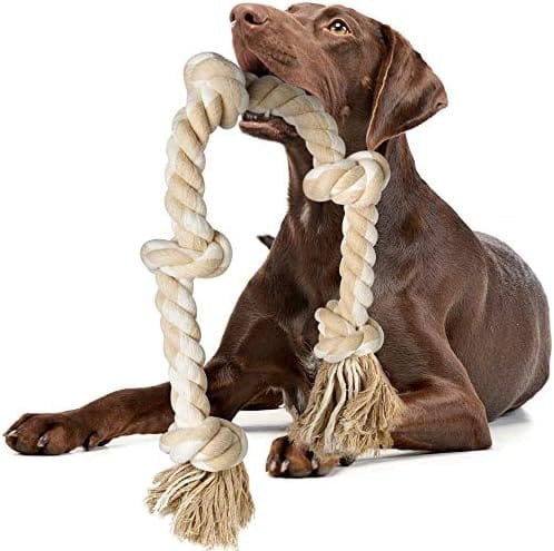 Pawlume Training & Chew Bundle