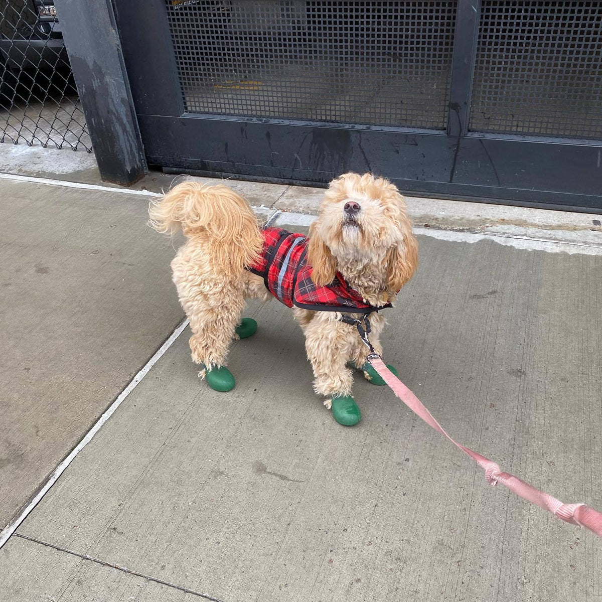 Pawlume Anti-Slip Dog Rain Boots - Keep Your Pup Safe and Stylish in Any Weather