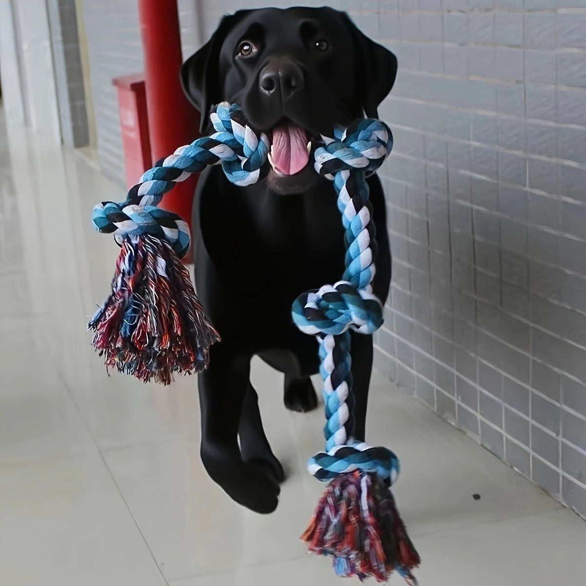Pawlume Training & Chew Bundle