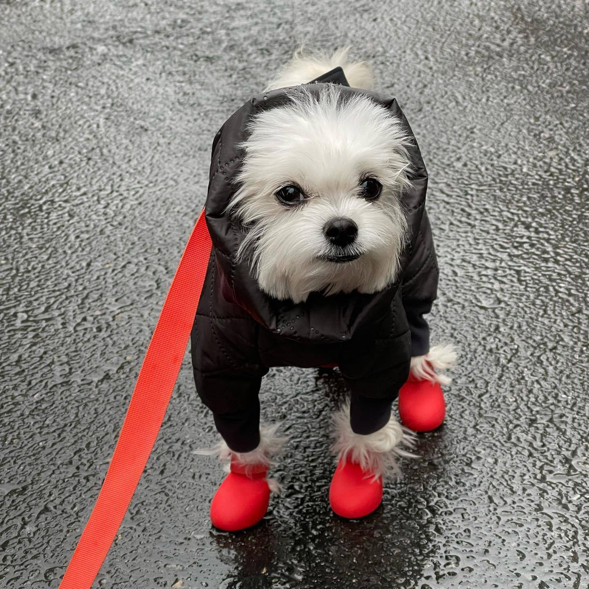 Pawlume Anti-Slip Dog Rain Boots - Keep Your Pup Safe and Stylish in Any Weather
